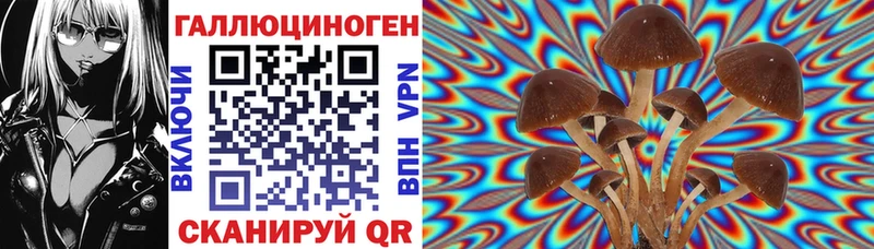Псилоцибиновые грибы Cubensis цена мориарти какой сайт Гудермес